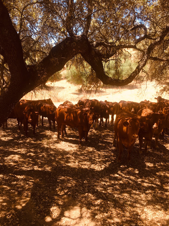 a440723e ada4-4755-b803-019fbd90b273