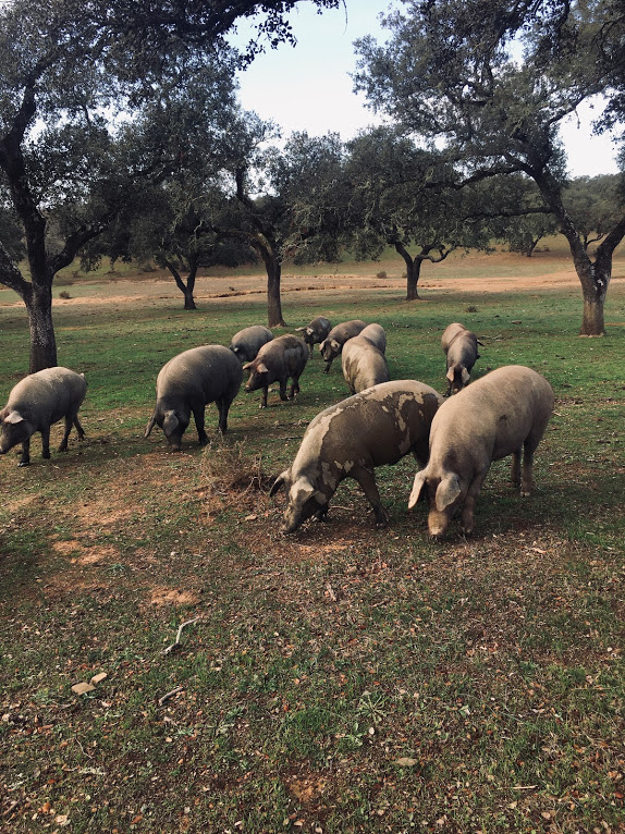 1988f8cc a03b-48b1-8596-a86ee545efc0