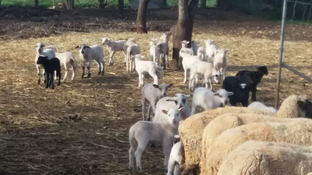 44884538_10217632079539639_4687494145411907584_o