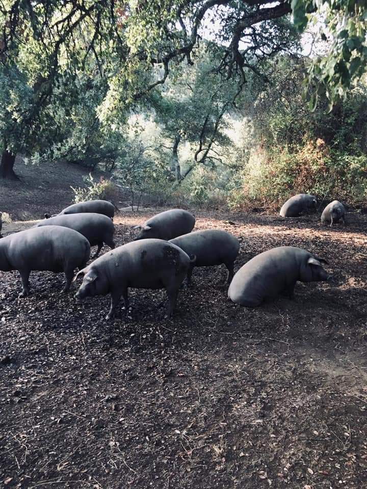 25727e8e 0078-4bad-997a-2845fba8123c