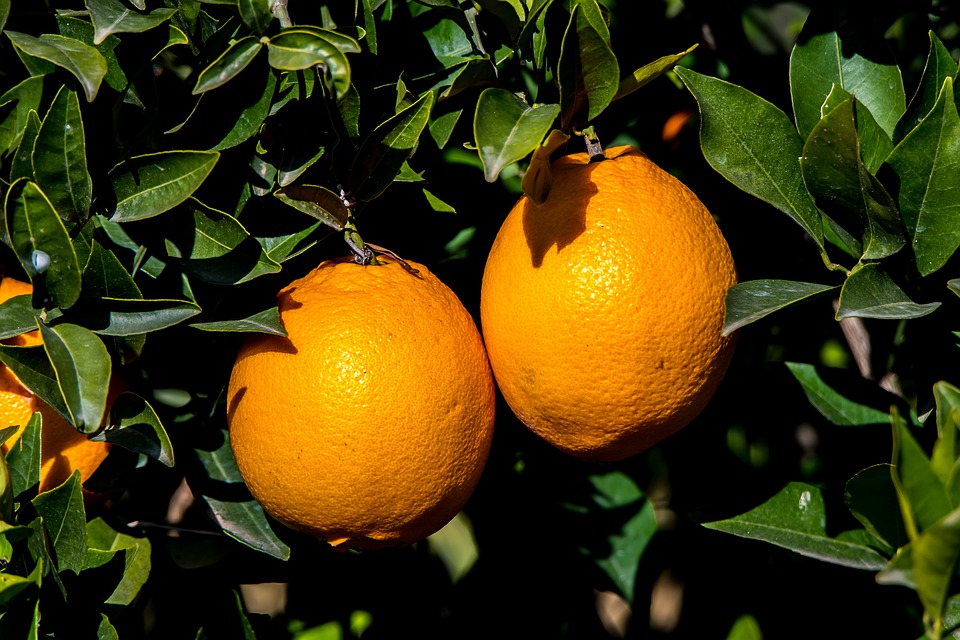 44884538_10217632079539639_4687494145411907584_o