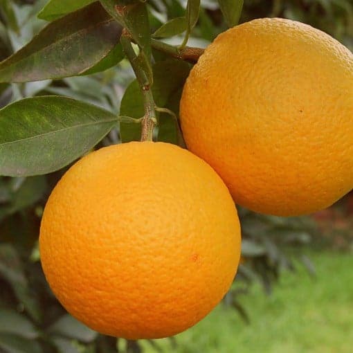 44884538_10217632079539639_4687494145411907584_o