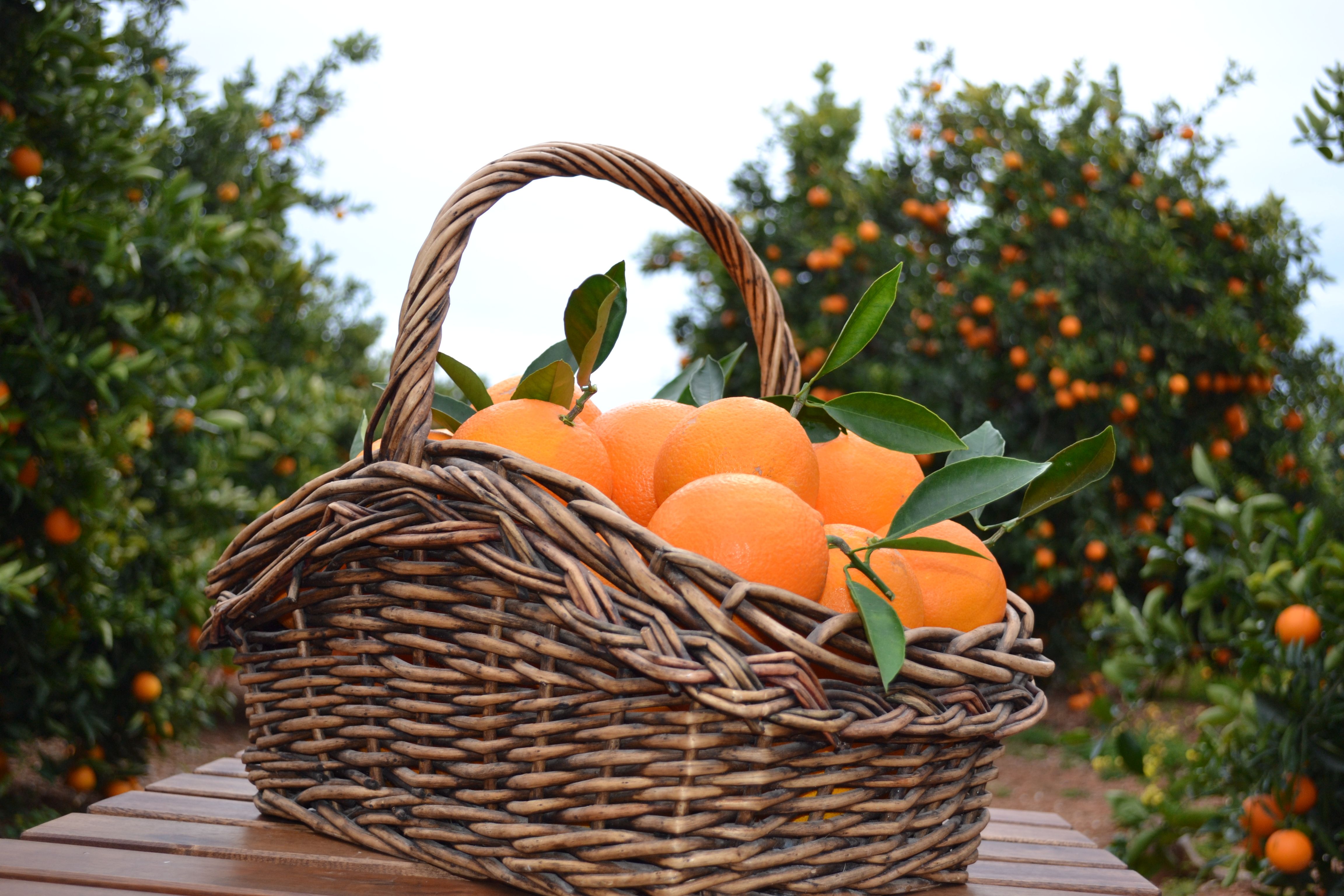 44884538_10217632079539639_4687494145411907584_o